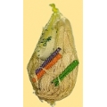 Nut Cage Refill